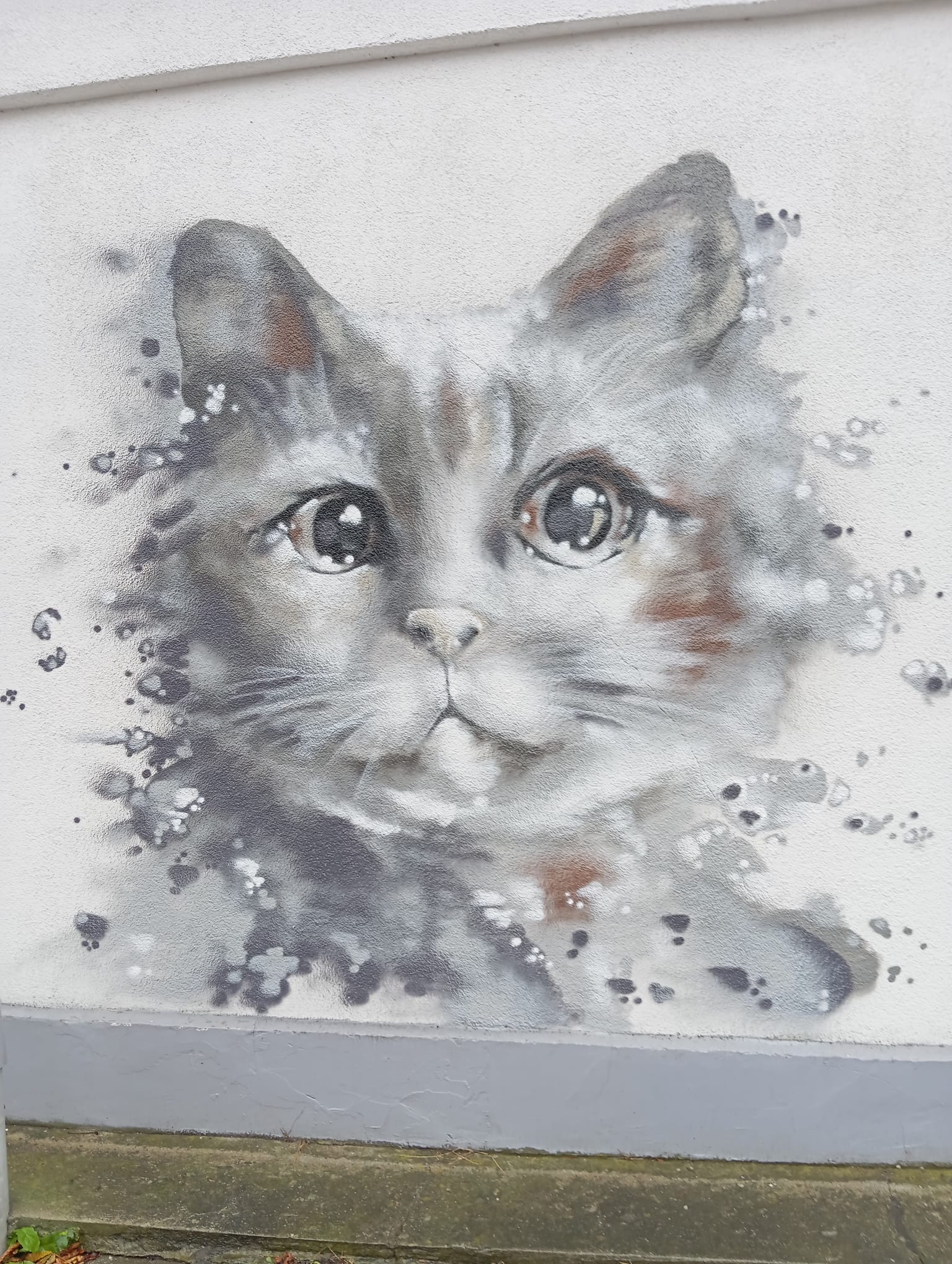 Koci Azyl - wspierany przez uczniów ZSTiO - zdjęcie 1