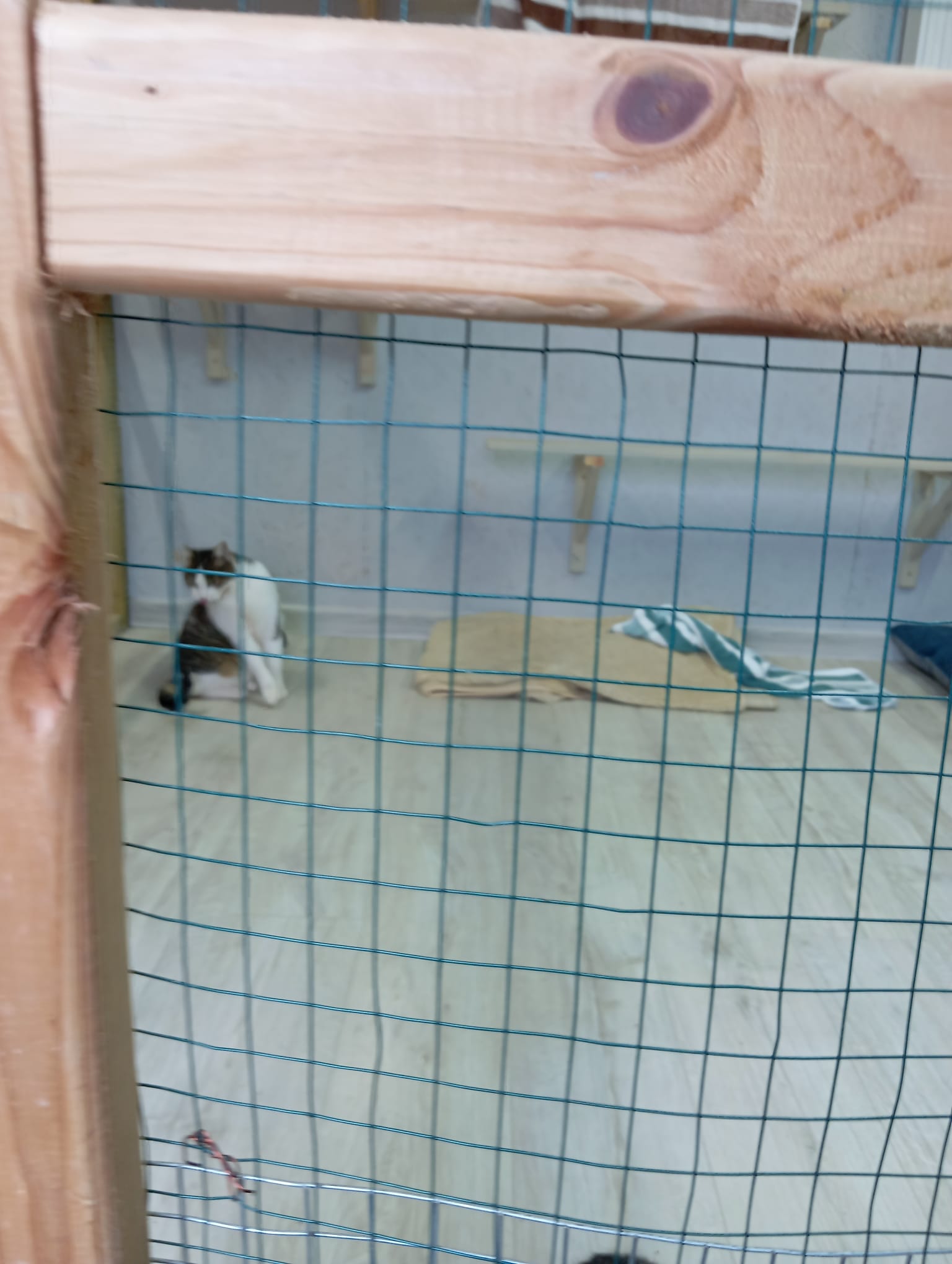 Koci Azyl - wspierany przez uczniów ZSTiO - zdjęcie 3