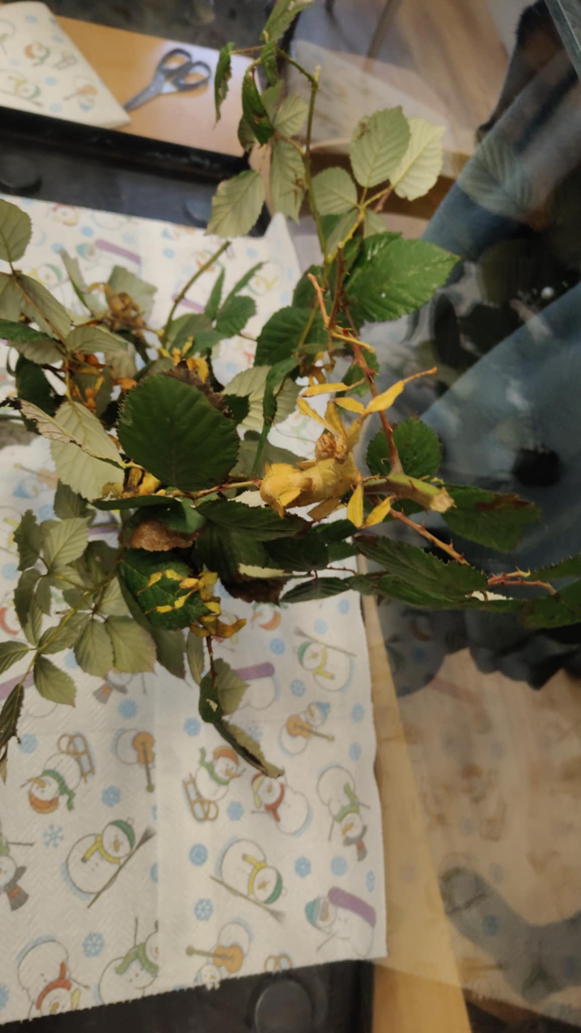 Patyczaki wróciły - zdjęcie 2