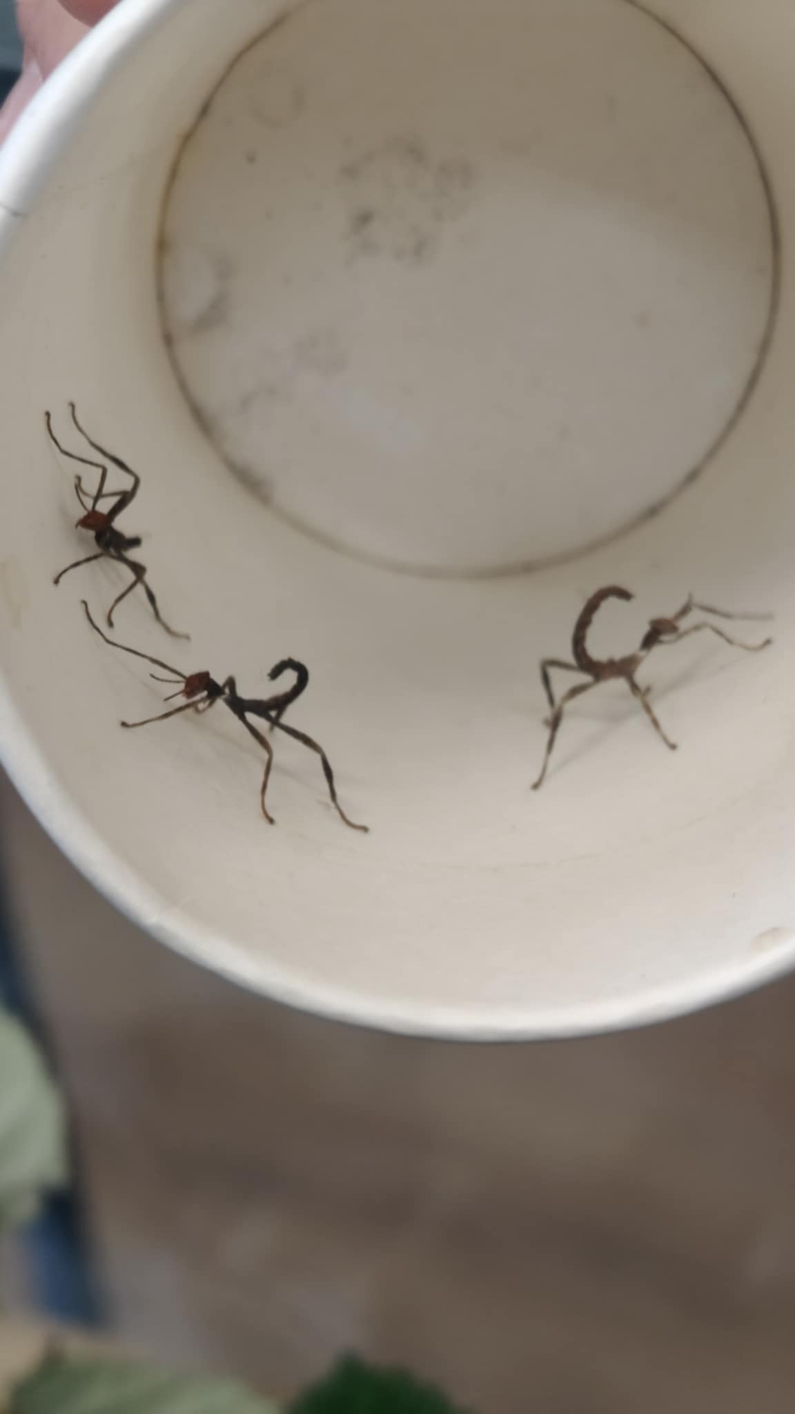 Patyczaki wróciły - zdjęcie 3