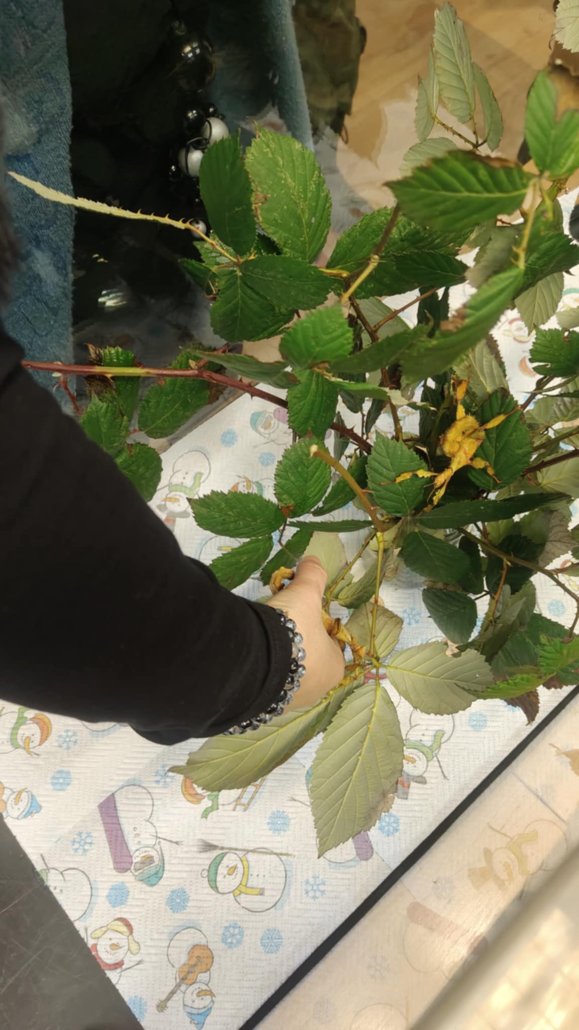 Patyczaki wróciły - zdjęcie 4