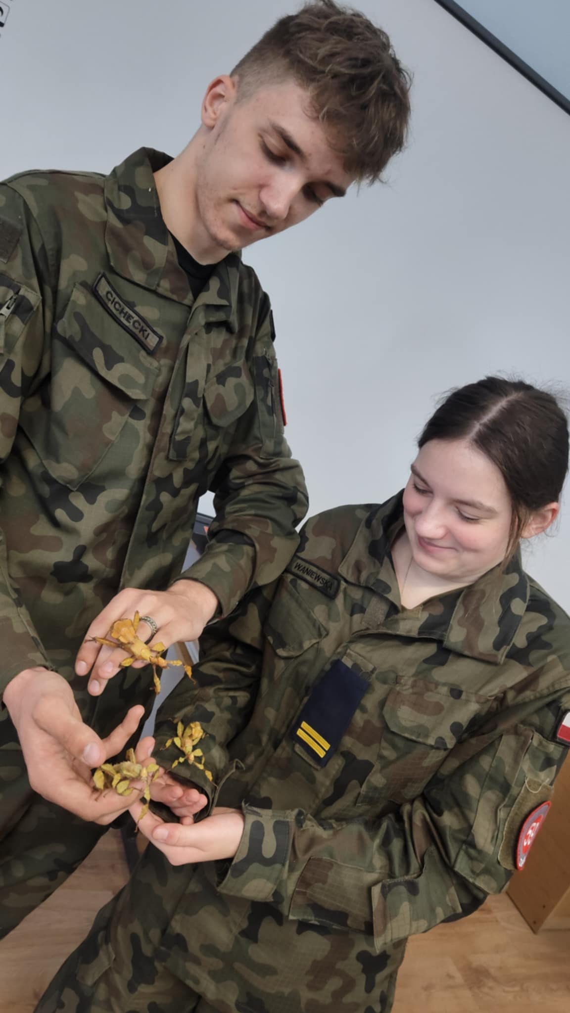 Patyczaki wróciły - zdjęcie 7