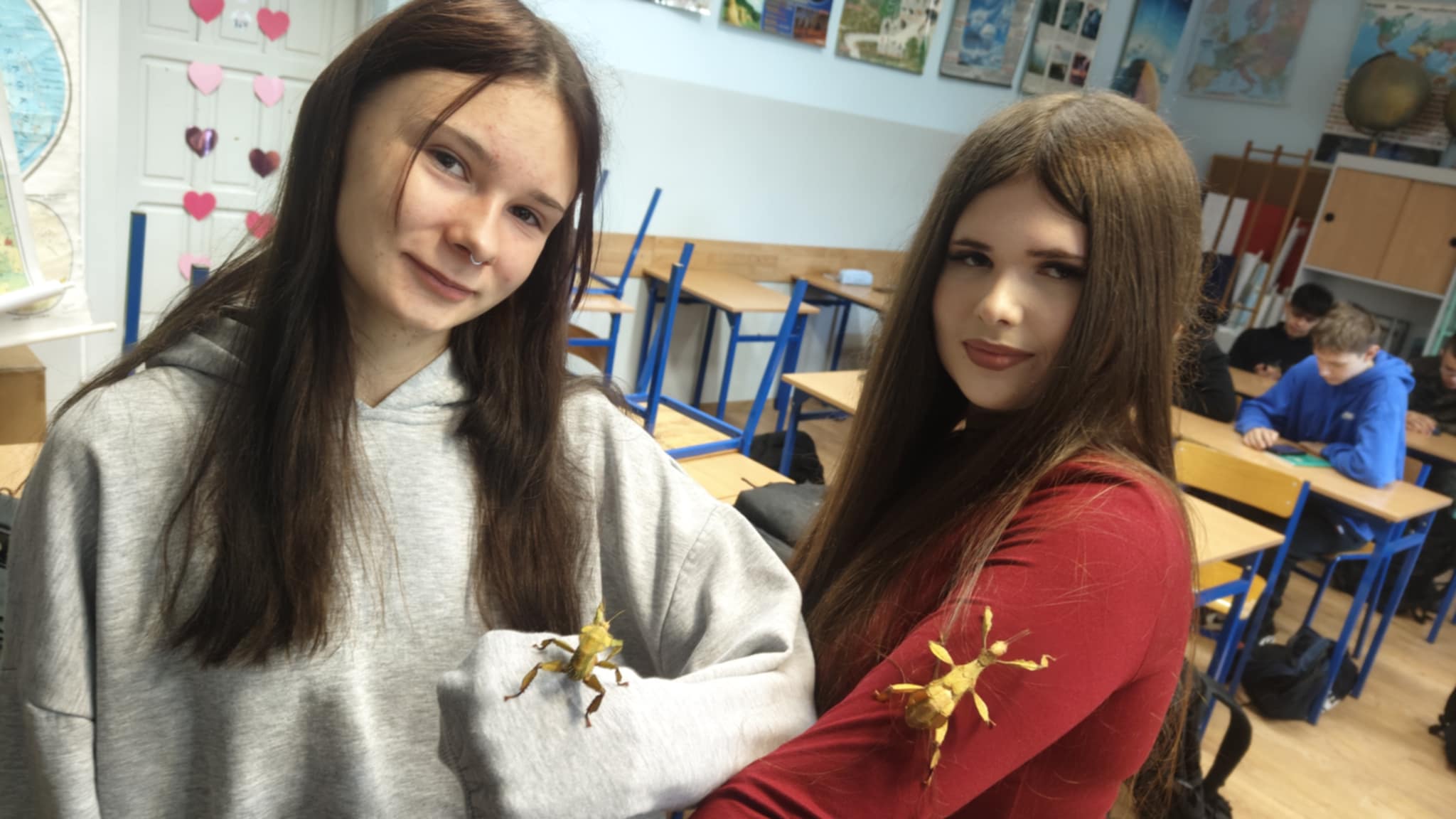 Patyczaki wróciły - zdjęcie 8