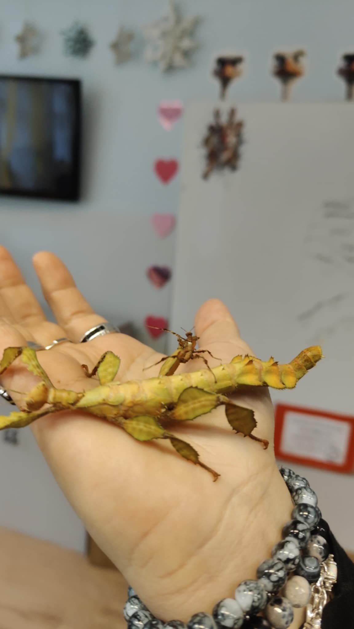 Patyczaki wróciły - zdjęcie 9