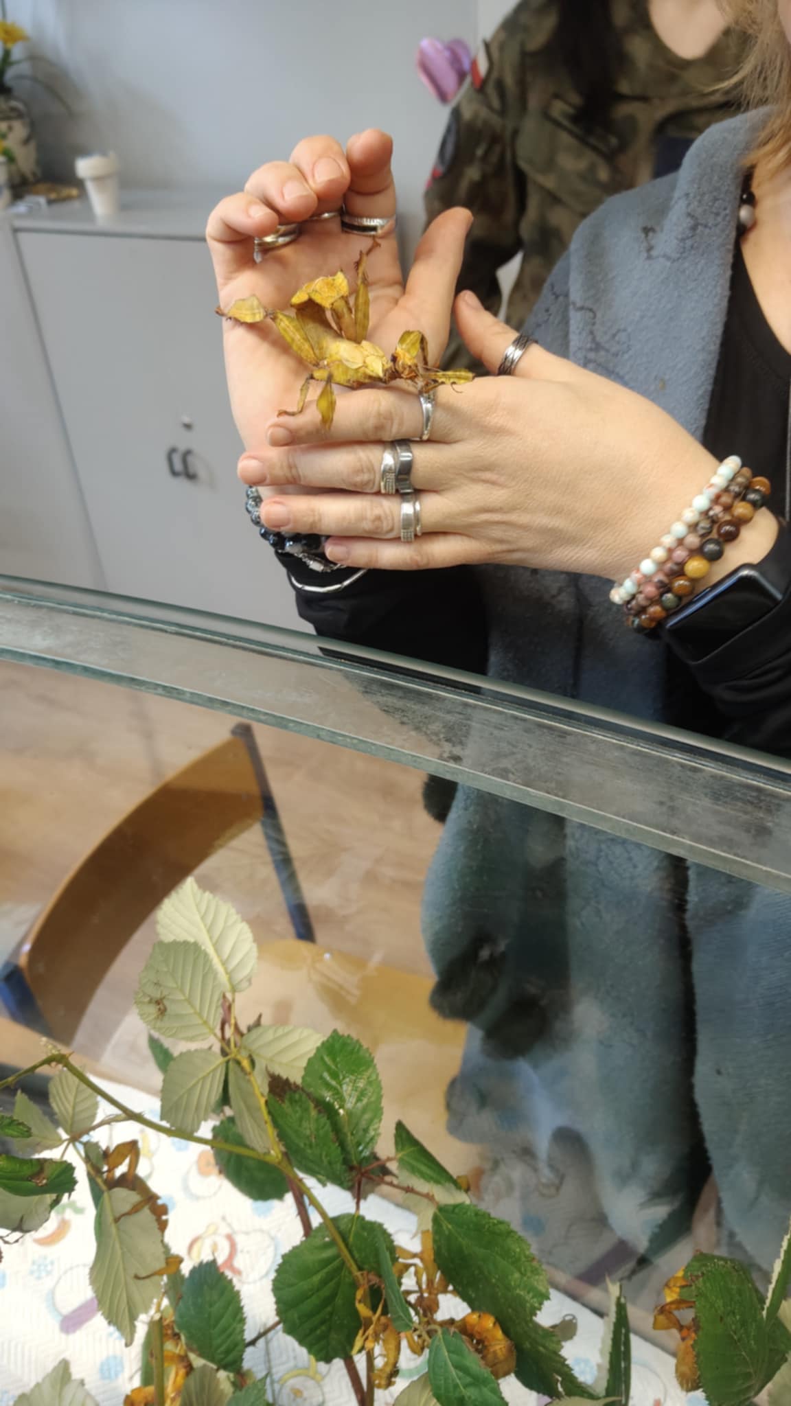 Patyczaki wróciły - zdjęcie 10